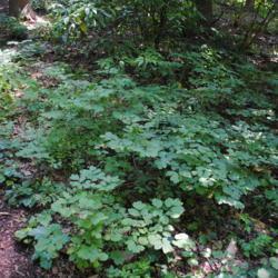 Location: Mount Cuba Center, Hockessin, Delaware
Date: 2018-06-29
a patch within the woods