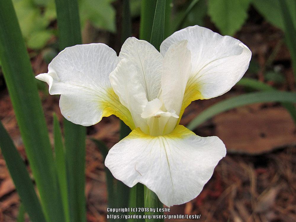 Photo of Siberian Iris (Iris 'Moon Silk') uploaded by Lestv