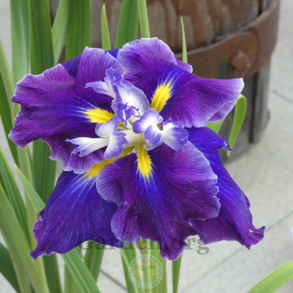Photo of Japanese Iris (Iris ensata 'Frosted Intrigue') uploaded by Patty