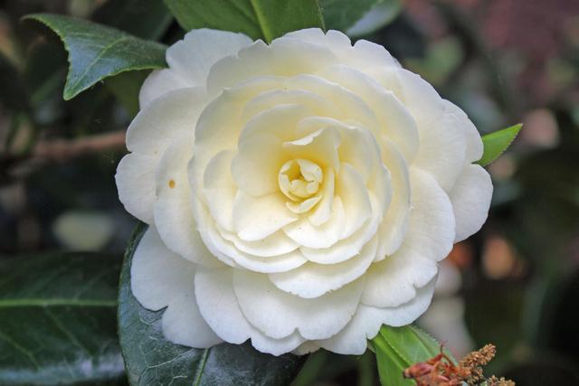 Photo of Japanese Camellia (Camellia japonica 'Dahlonega') uploaded by RuuddeBlock