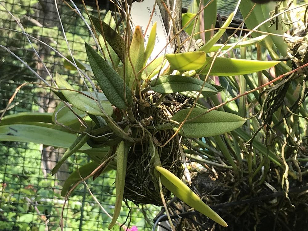 Photo of Orchid (Domingoa purpurea) uploaded by Ursula