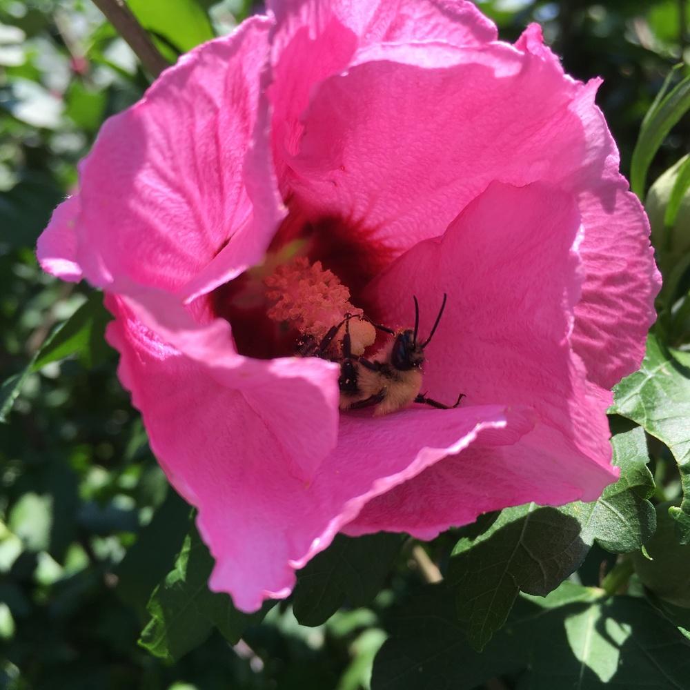 Photo of Rose Of Sharon (Hibiscus syriacus 'Aphrodite') uploaded by csandt