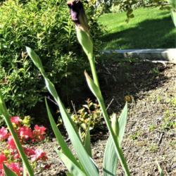 Location: Iris garden - full sun, zone 7
Date: 2018-05-24
First year here.