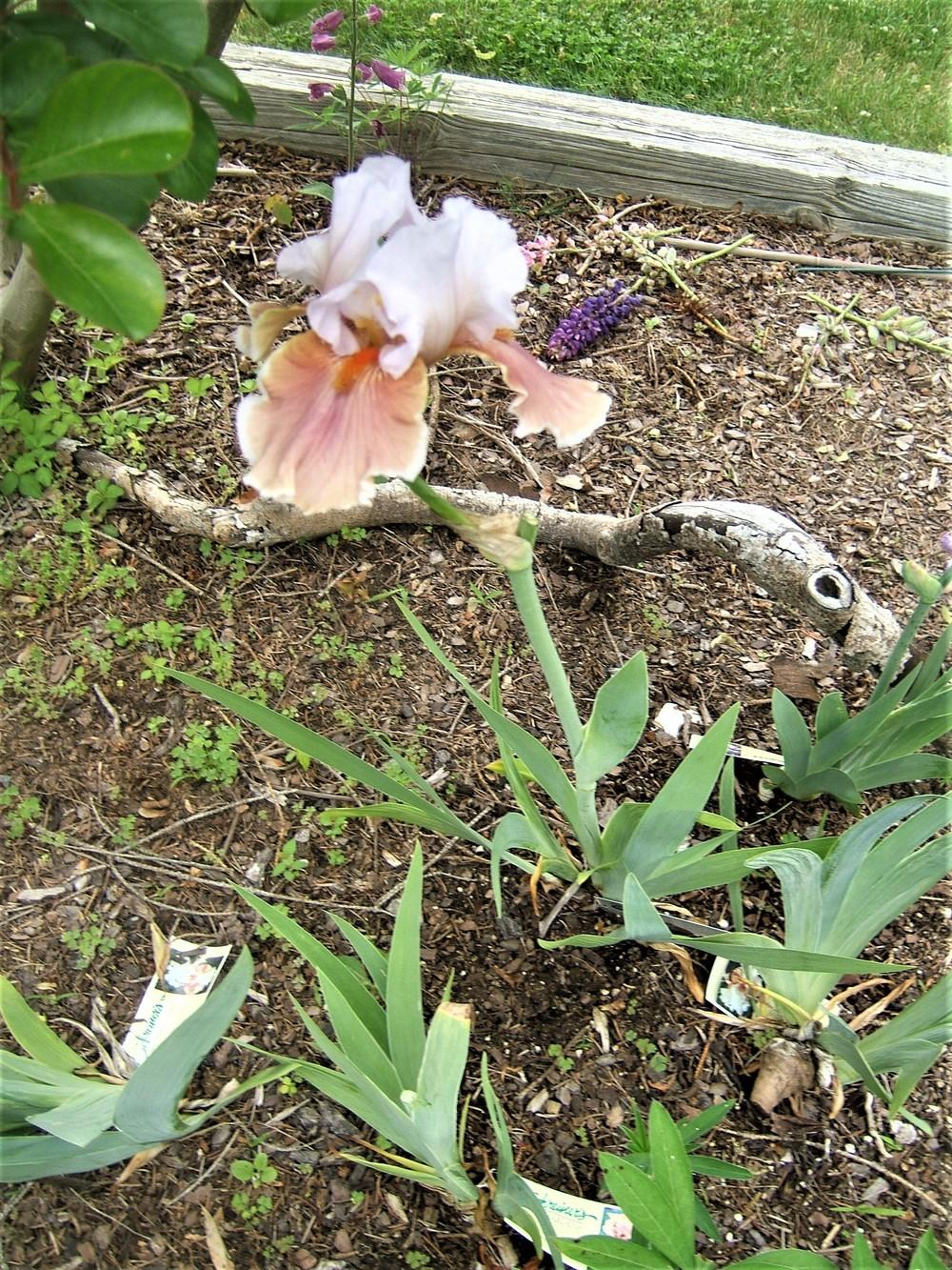 Photo of Tall Bearded Iris (Iris 'Magharee') uploaded by pirl