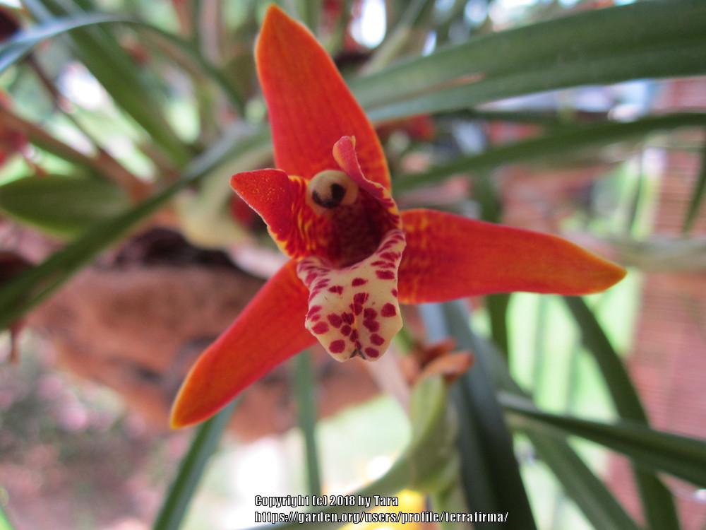 Photo of Coconut Orchid (Maxillaria tenuifolia) uploaded by terrafirma