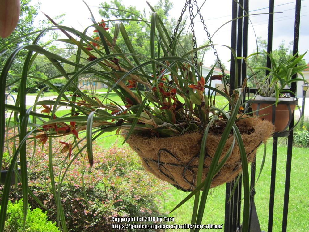 Photo of Coconut Orchid (Maxillaria tenuifolia) uploaded by terrafirma