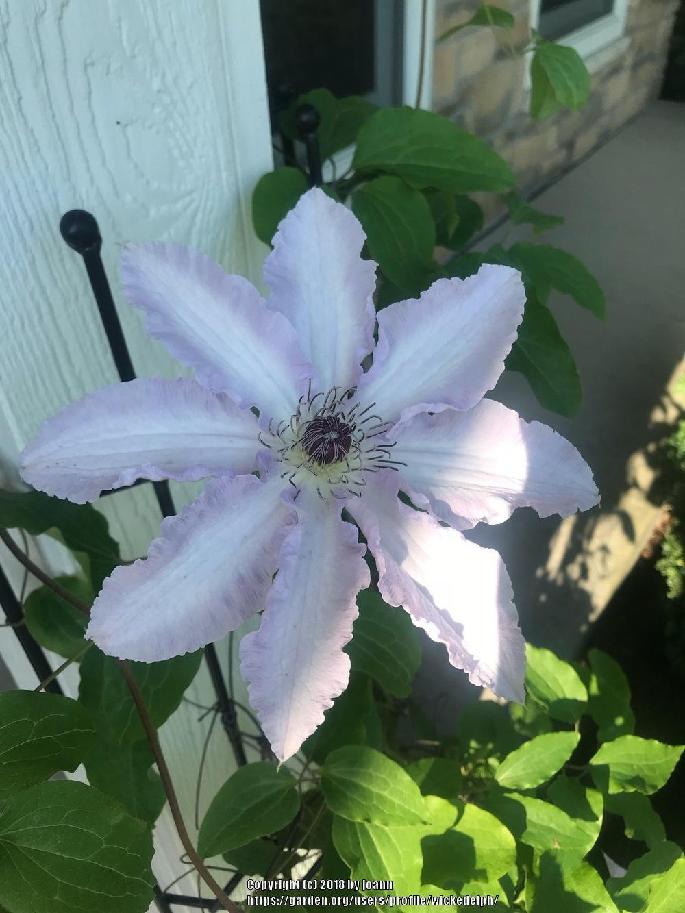 Photo of Clematis Claire de Lune™ uploaded by wickedelph