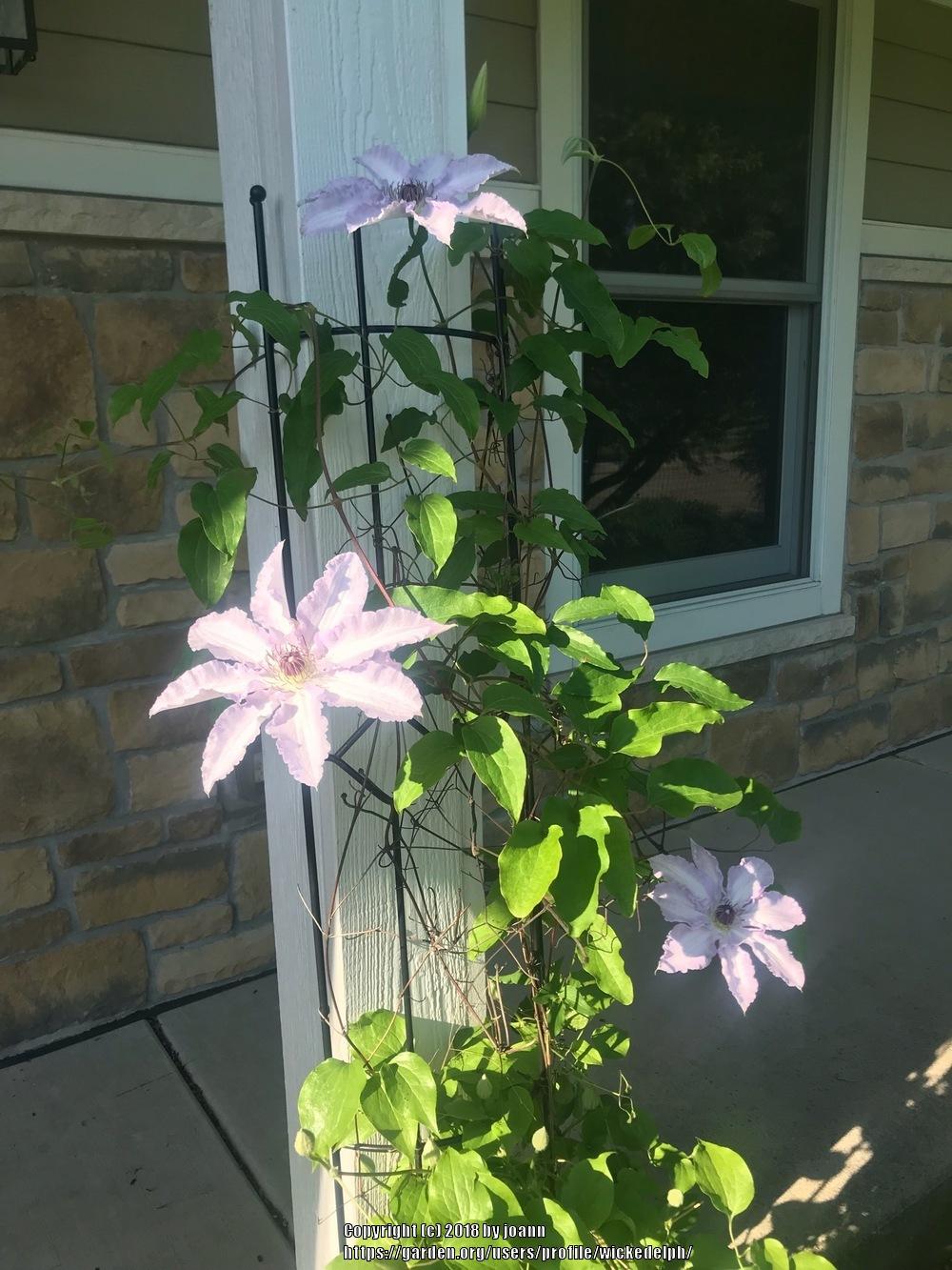 Photo of Clematis Claire de Lune™ uploaded by wickedelph