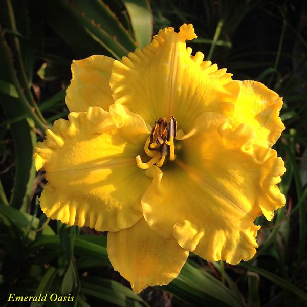 Photo of Daylily (Hemerocallis 'Emerald Oasis') uploaded by CaliFlowers