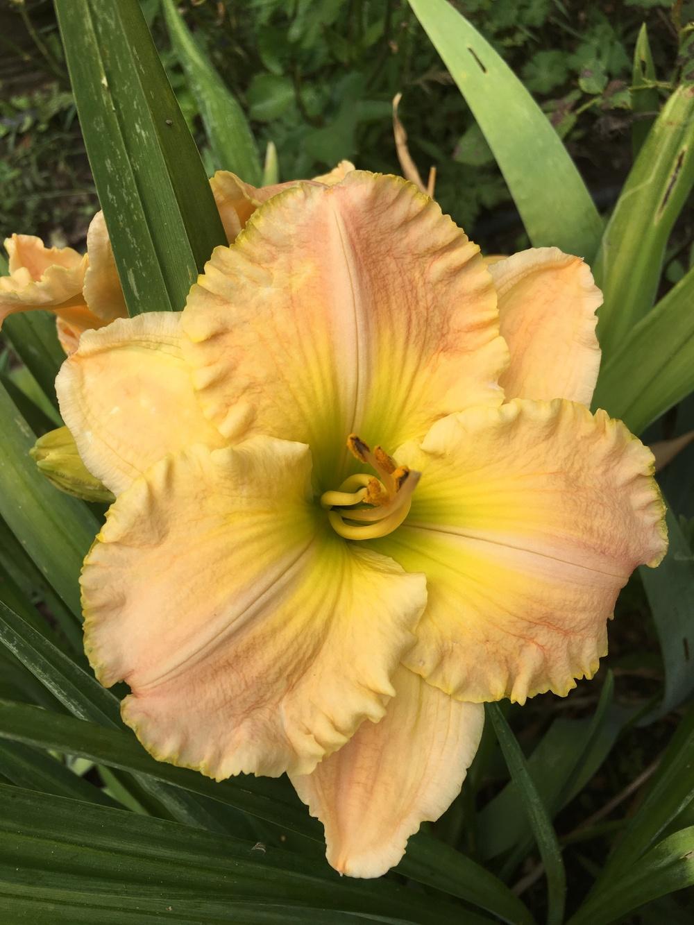 Photo of Daylily (Hemerocallis 'Frequent Comment') uploaded by Calif_Sue