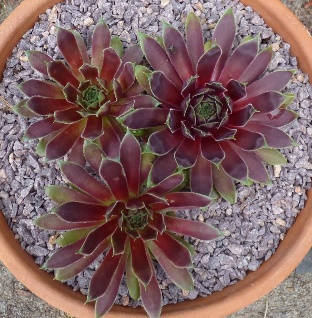 Photo of Hen and Chicks (Sempervivum 'Heart of Darkness') uploaded by MelissaHopper