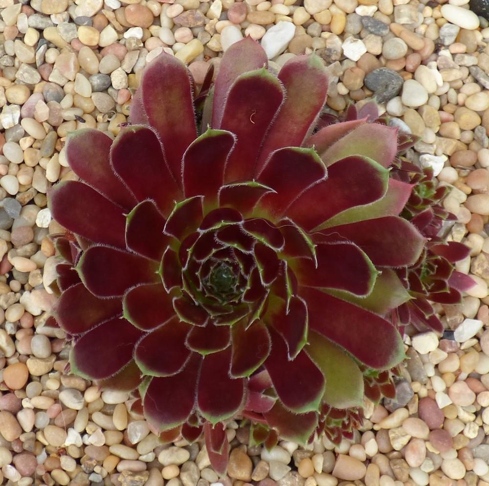 Photo of Hen and Chicks (Sempervivum 'Lucy Liu') uploaded by MelissaHopper