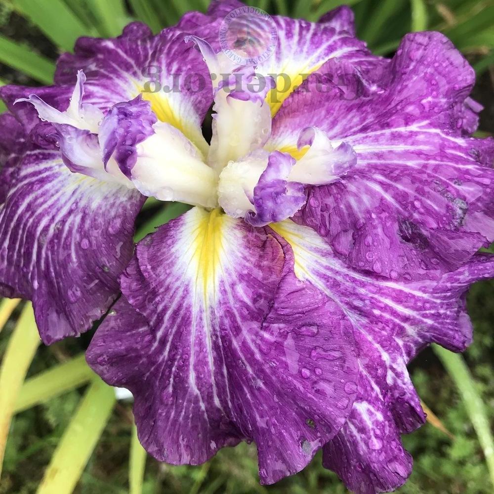 Photo of Japanese Iris (Iris ensata 'Geisha Obi') uploaded by Patty