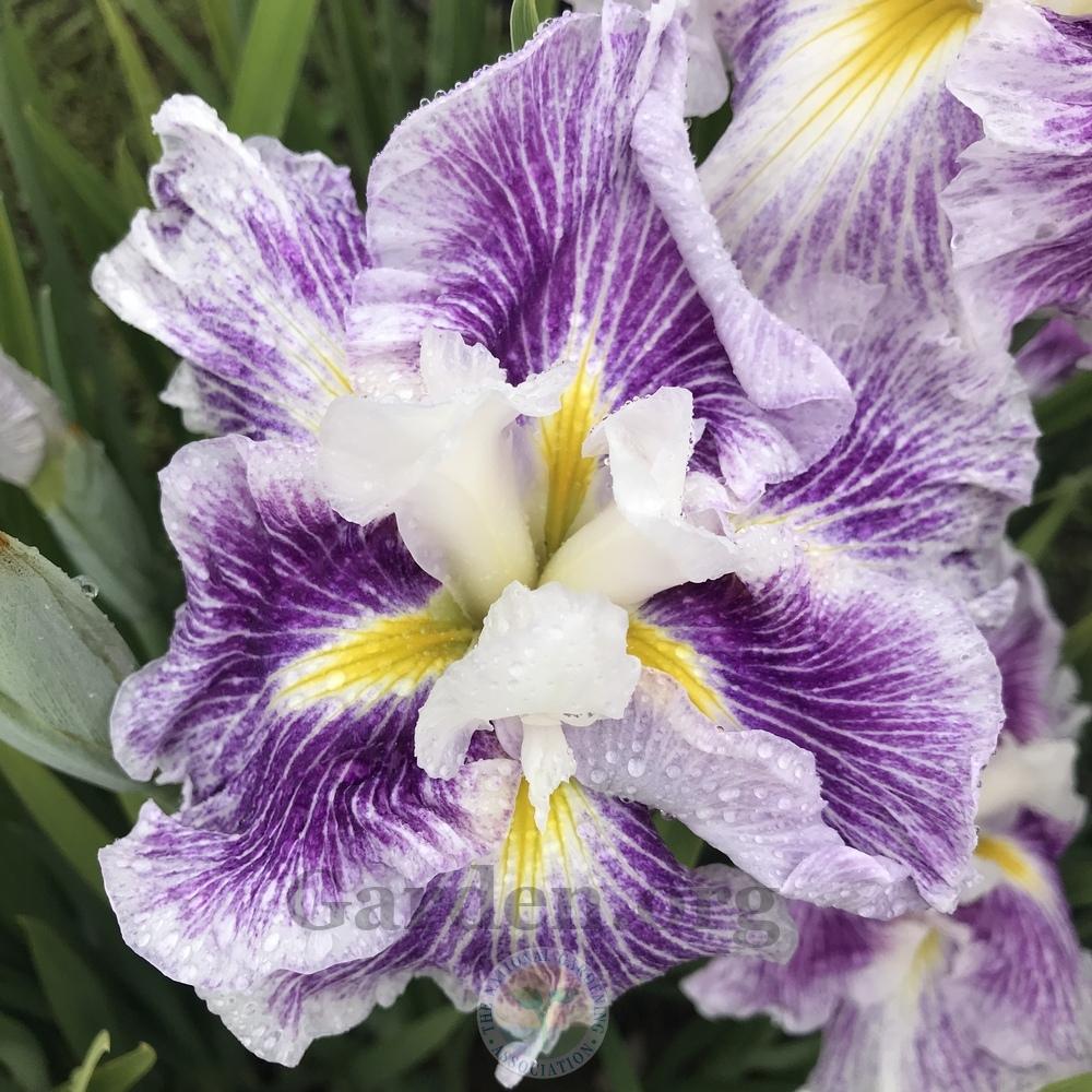 Photo of Japanese Iris (Iris ensata 'Blushing Crimson') uploaded by Patty