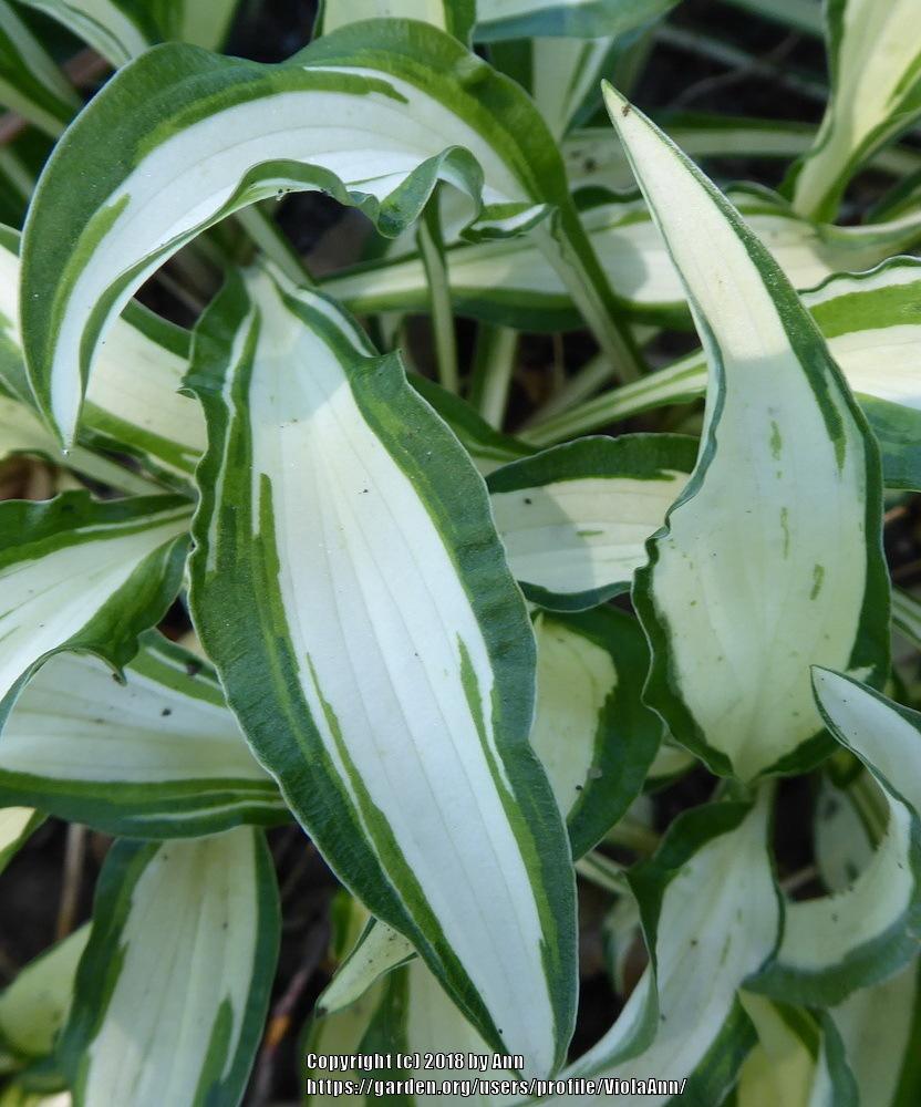 Photo of Hosta 'X-rated' uploaded by ViolaAnn