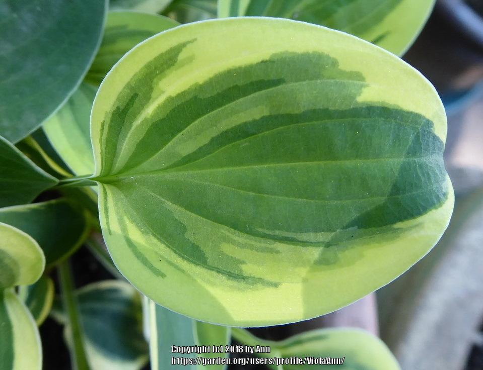 Photo of Hosta 'Cameo' uploaded by ViolaAnn