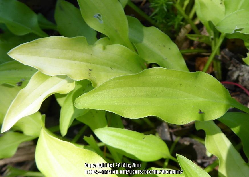 Photo of Hosta 'Dragon Tails' uploaded by ViolaAnn