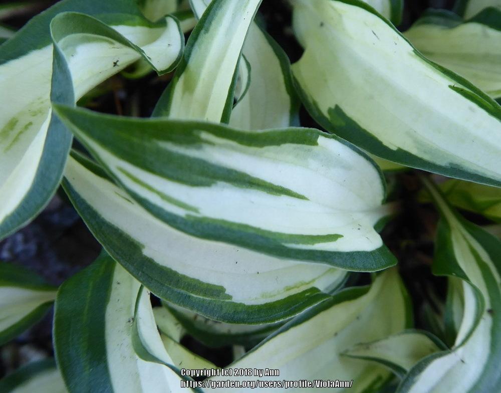 Photo of Hosta 'Masquerade' uploaded by ViolaAnn