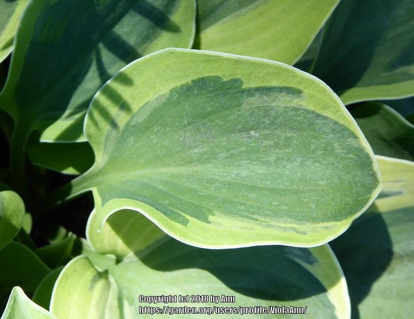 Photo of Hosta 'Frosted Mouse Ears' uploaded by ViolaAnn