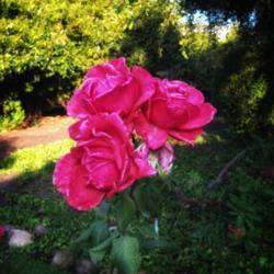Location: Coastal San Diego County 
Date: 2018-07-03
All of my hybrid teas tend to grow their blooms  in clusters