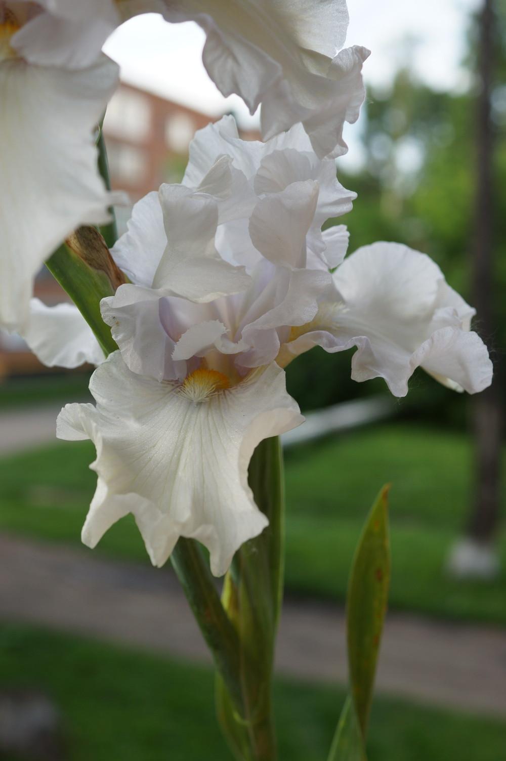 Photo of Tall Bearded Iris (Iris 'Belykh Yablon Dym') uploaded by cinizmprotasov