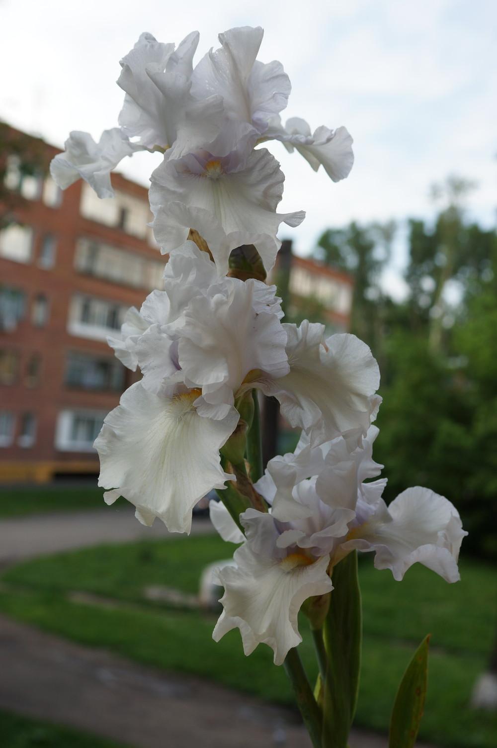 Photo of Tall Bearded Iris (Iris 'Belykh Yablon Dym') uploaded by cinizmprotasov