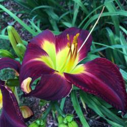 Location: My garden, Pequea, Pennsylvania, USA
Date: 2018-07-04
Gorgeous bloom! Fabulous plant!