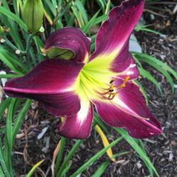 Location: My garden, Pequea, Pennsylvania, USA
Date: 2018-07-04
First bloom without blotchy color his year.