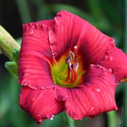 Location: home garden VA first bloom new plant
Date: 2018-07-04
DIETMAR'S WISDOM