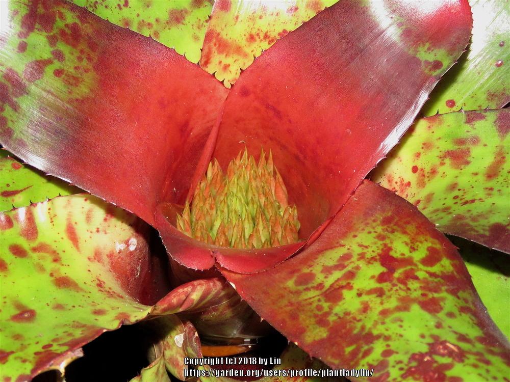Photo of Bromeliad (Neoregelia) uploaded by plantladylin