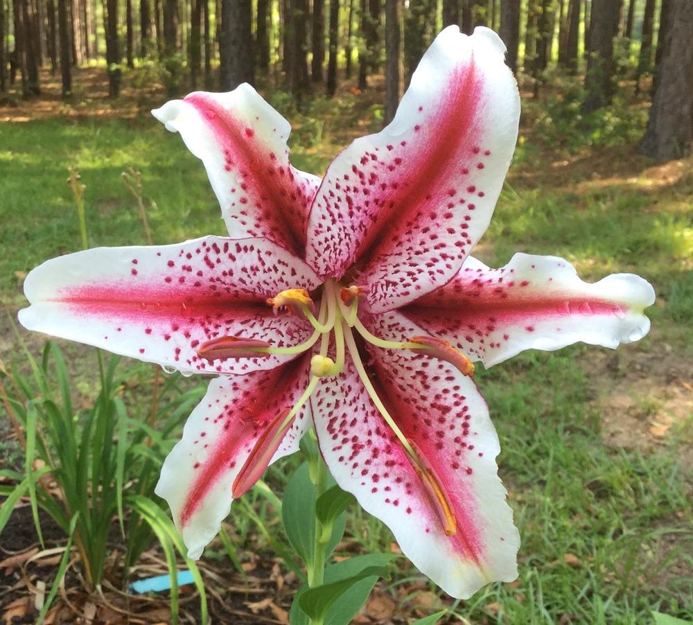 Photo of Oriental Lily (Lilium 'Dizzy') uploaded by scflowers