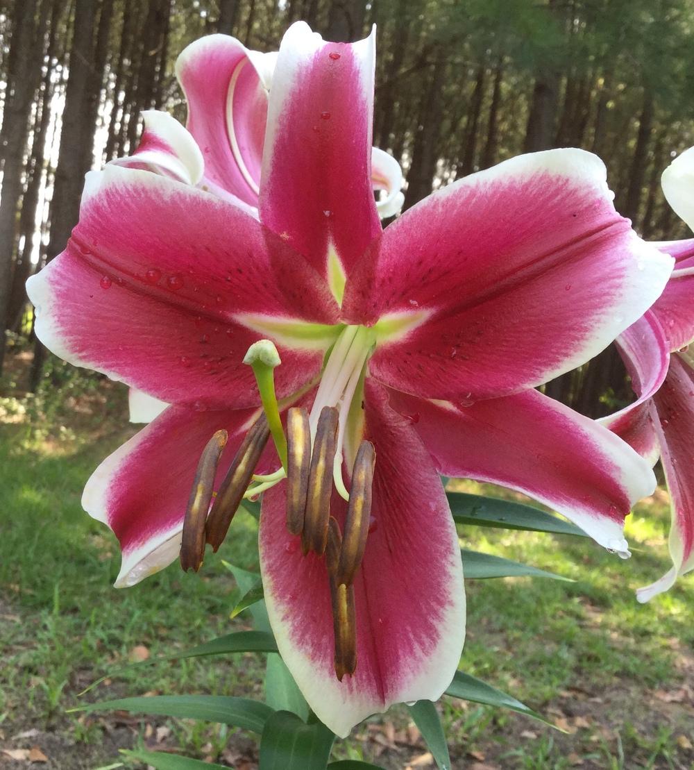 Photo of Lily (Lilium 'Flashpoint') uploaded by scflowers