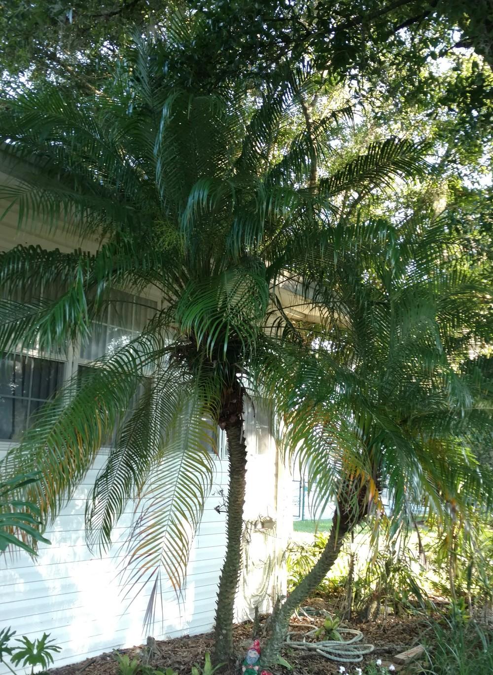 Photo of Pygmy Date Palm (Phoenix roebelenii) uploaded by wilmarosebud