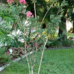 Location: my garden, Florida
Date: 2018-07-04
The first year after planting in 2017