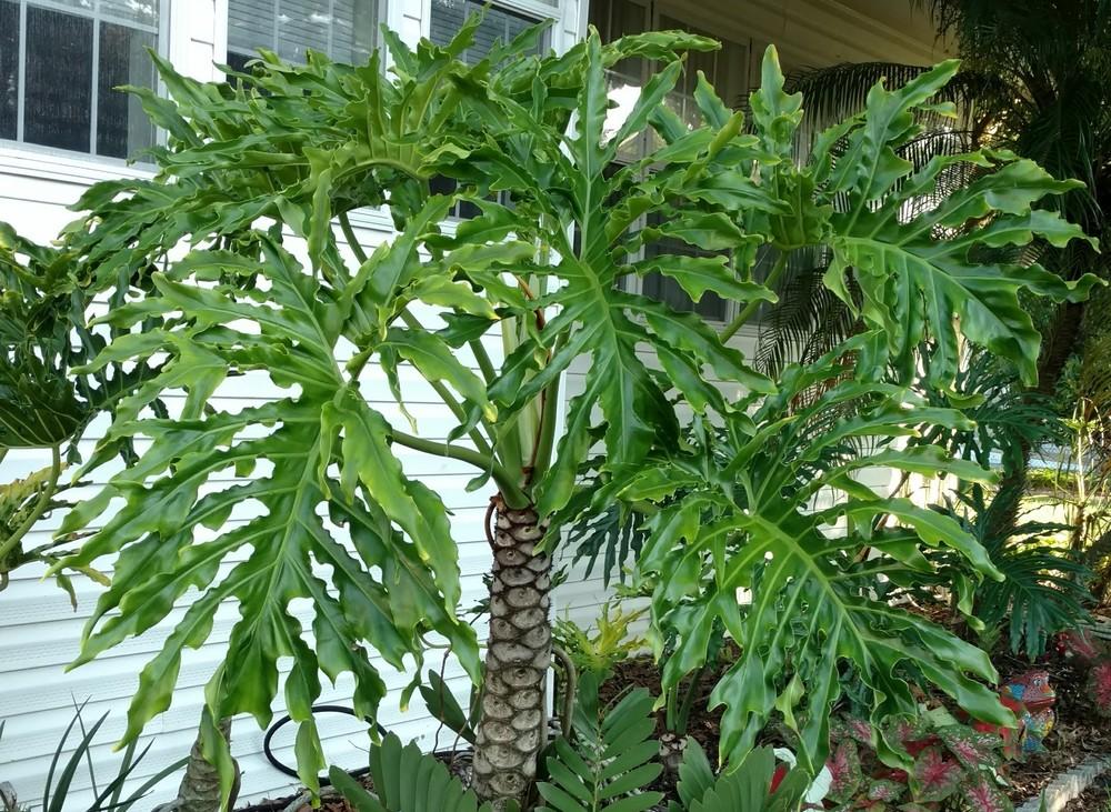 Photo of Tree Philodendron (Thaumatophyllum bipinnatifidum) uploaded by wilmarosebud
