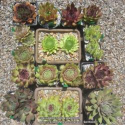 Location: Massachusetts garden
Date: July 05, 2018
displaying wide variety of sempervivum cultivars, shapes and colo