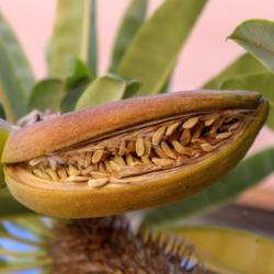 Location: Baja California
Fruit breaks open when ripe