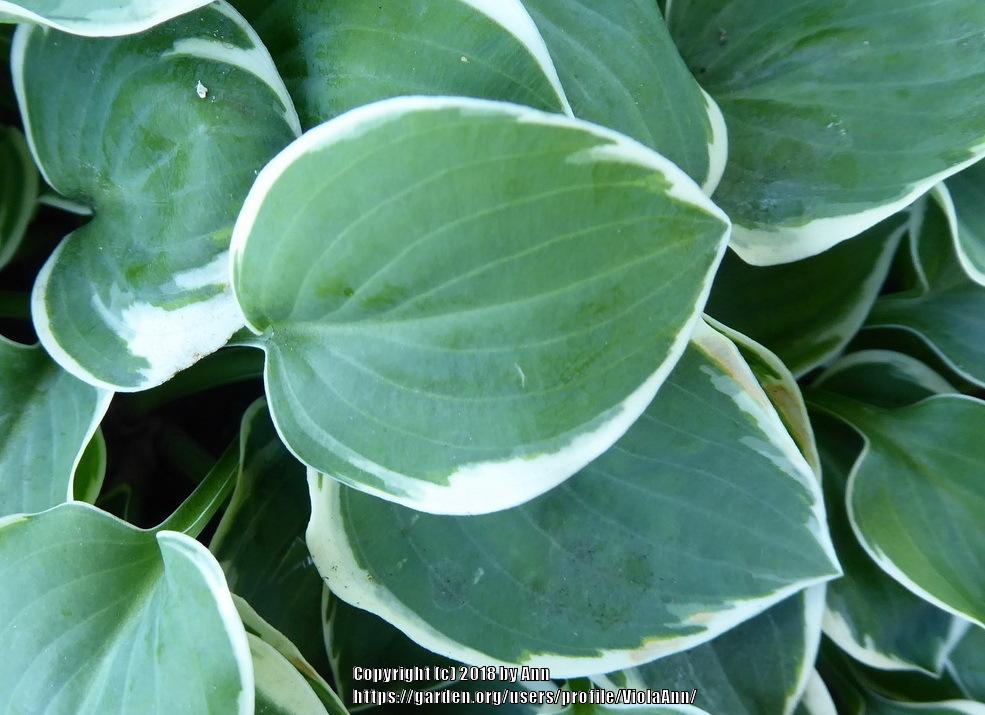 Photo of Hosta 'Country Mouse' uploaded by ViolaAnn