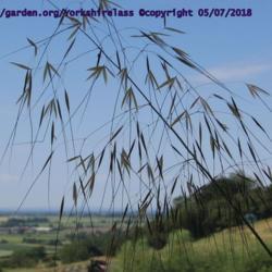 Location: Yorkshire Lavender Terrington
Date: 2018-07-05
Seen against a perfect blue summer sky