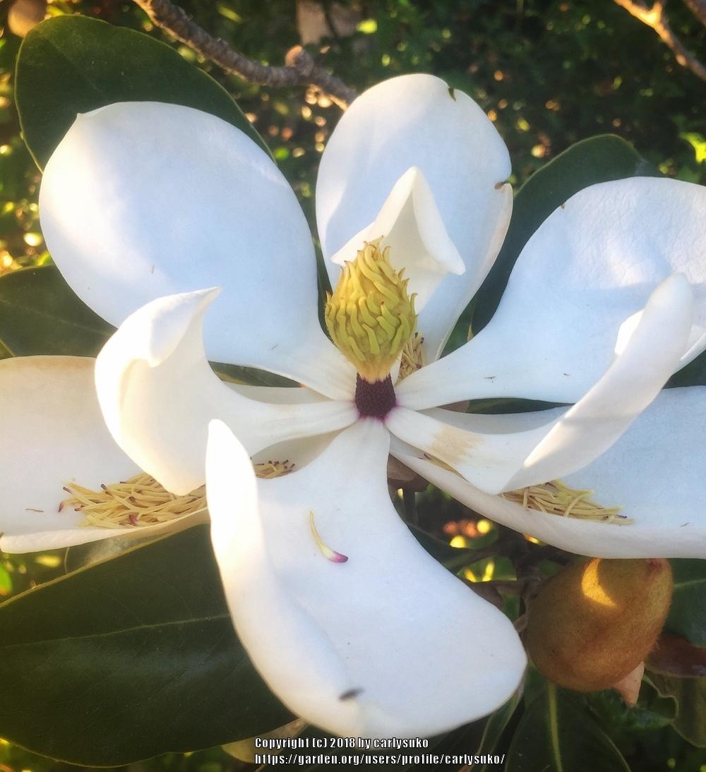 Photo of Southern Magnolia (Magnolia grandiflora) uploaded by carlysuko