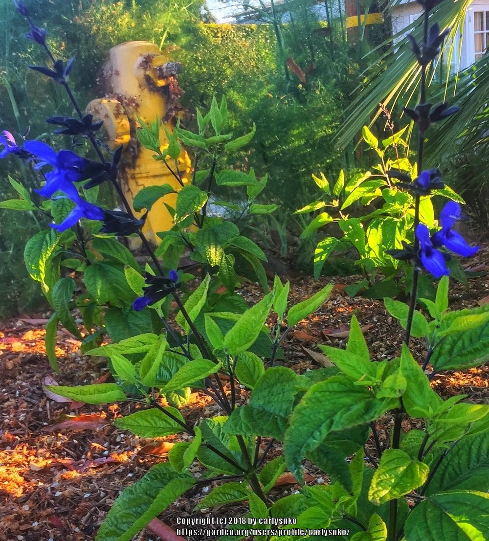 Photo of Anise-Scented Sage (Salvia coerulea 'Black and Blue') uploaded by carlysuko