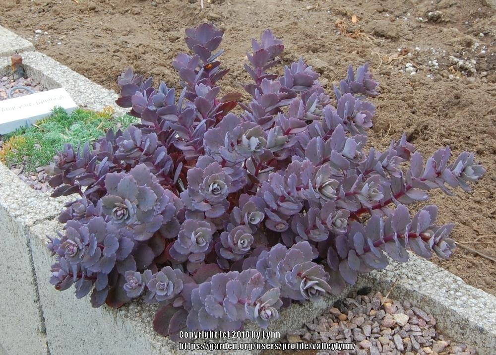 Photo of Stonecrop (Hylotelephium spectabile 'Ayers Rock') uploaded by valleylynn