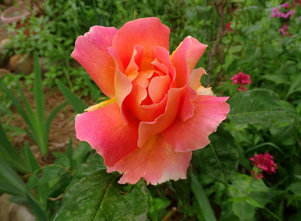 Photo of Rose (Rosa 'Federico Casas') uploaded by Beth_NorCal