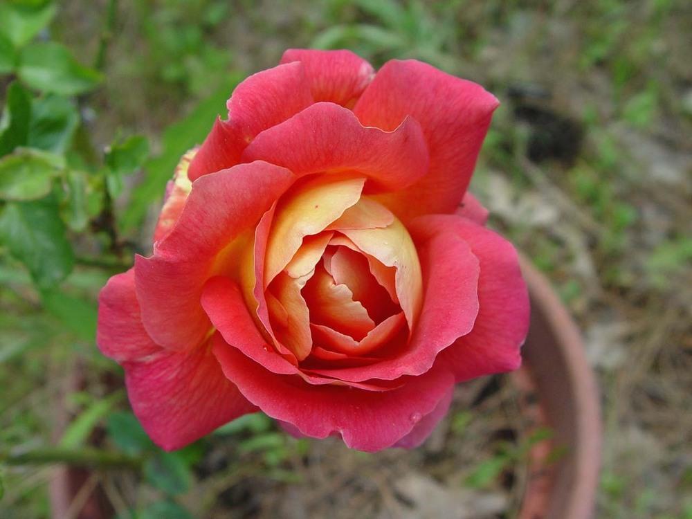 Photo of Rose (Rosa 'Condesa de Sastago') uploaded by Beth_NorCal