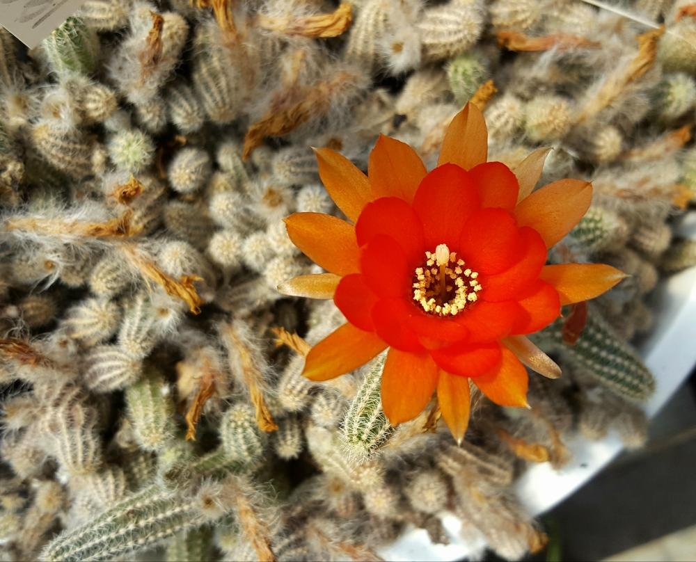 Photo of Peanut Cactus (Chamaecereus silvestrii) uploaded by Jai_Ganesha