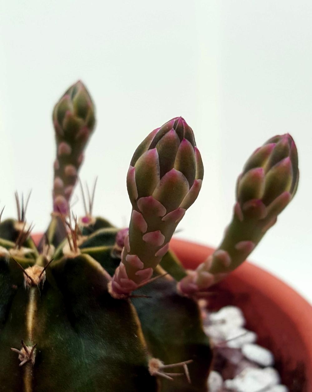 Photo of Chin Cactus (Gymnocalycium mihanovichii) uploaded by Jai_Ganesha