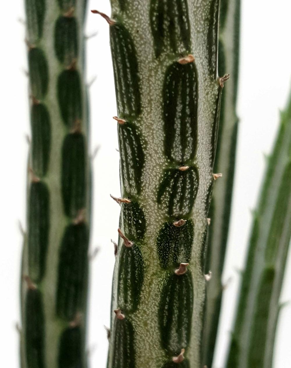 Photo of Pickle Plant (Kleinia stapeliiformis) uploaded by Jai_Ganesha