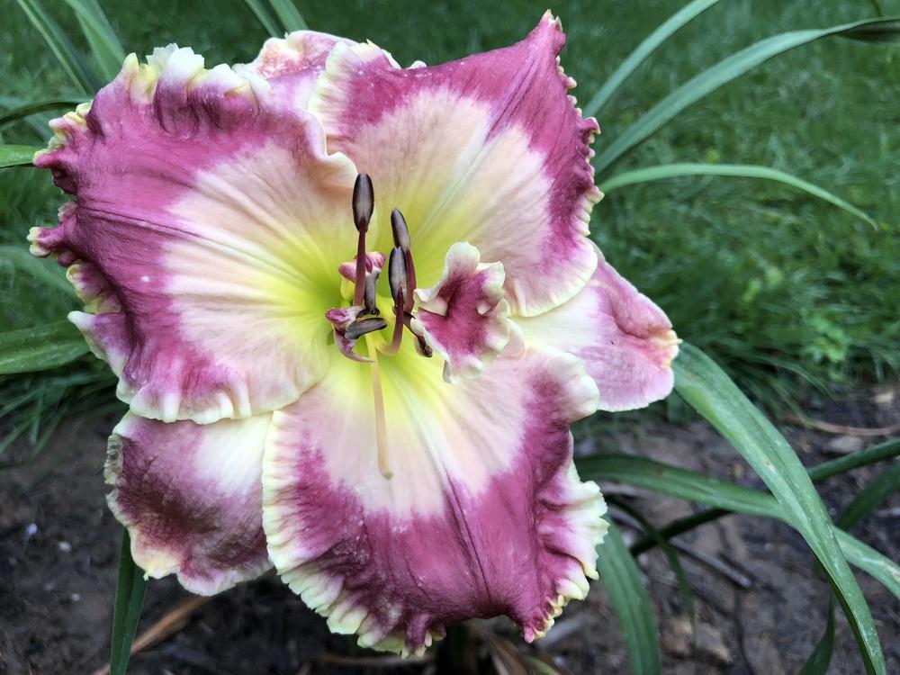 Photo of Daylily (Hemerocallis 'Picture in Picture') uploaded by Jillz