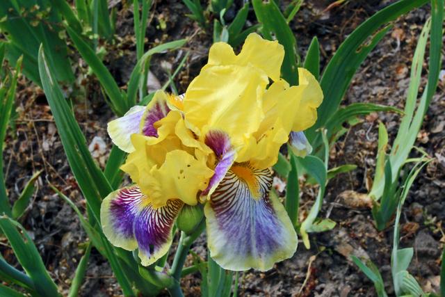 Photo of Standard Dwarf Bearded Iris (Iris 'Darius') uploaded by RuuddeBlock