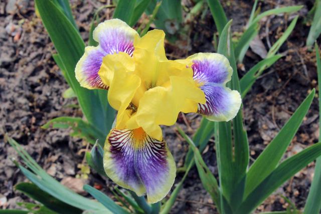 Photo of Standard Dwarf Bearded Iris (Iris 'Darius') uploaded by RuuddeBlock